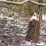 В Печерском лесопарке в Могилеве появились бобры (Видео)