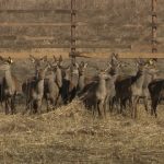 В Климовичские леса завезли благородных оленей