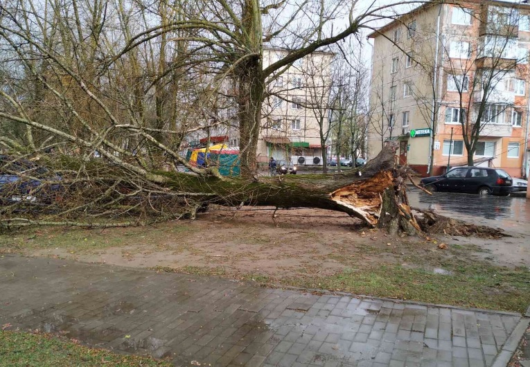 В Могилёве ветер валил деревья прямо на машины (ФОТО)