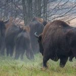 В лесах Осиповичского района обитает вторая по численности популяция зубров в Беларуси (Фото)