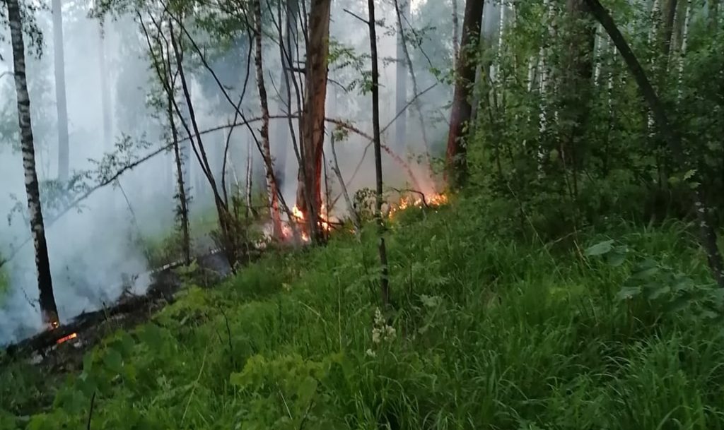 В шести районах Могилевщины снова ввели запрет на посещение лесов