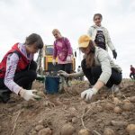 В Чаусском районе школьники собирают урожай