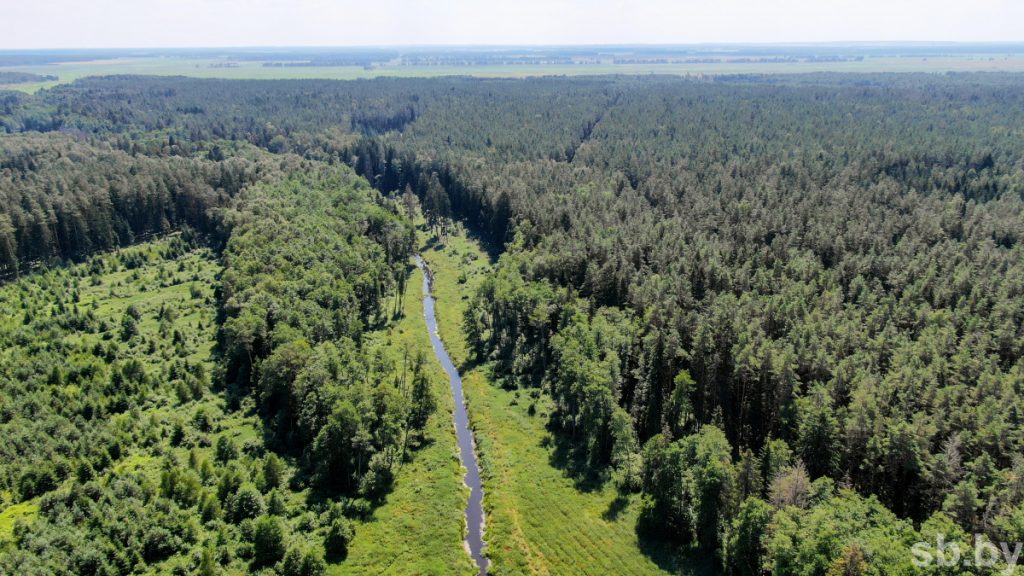 Запрещено посещать леса в Славгородском и Чериковском районах Могилевской области