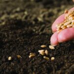 Стоит ли сеять зерновые культуры?