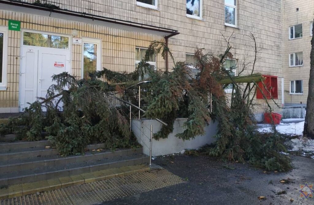 Шесть деревьев повалил сильный ветер в Могилевской области